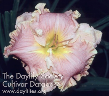 Daylily Ties to My Heart